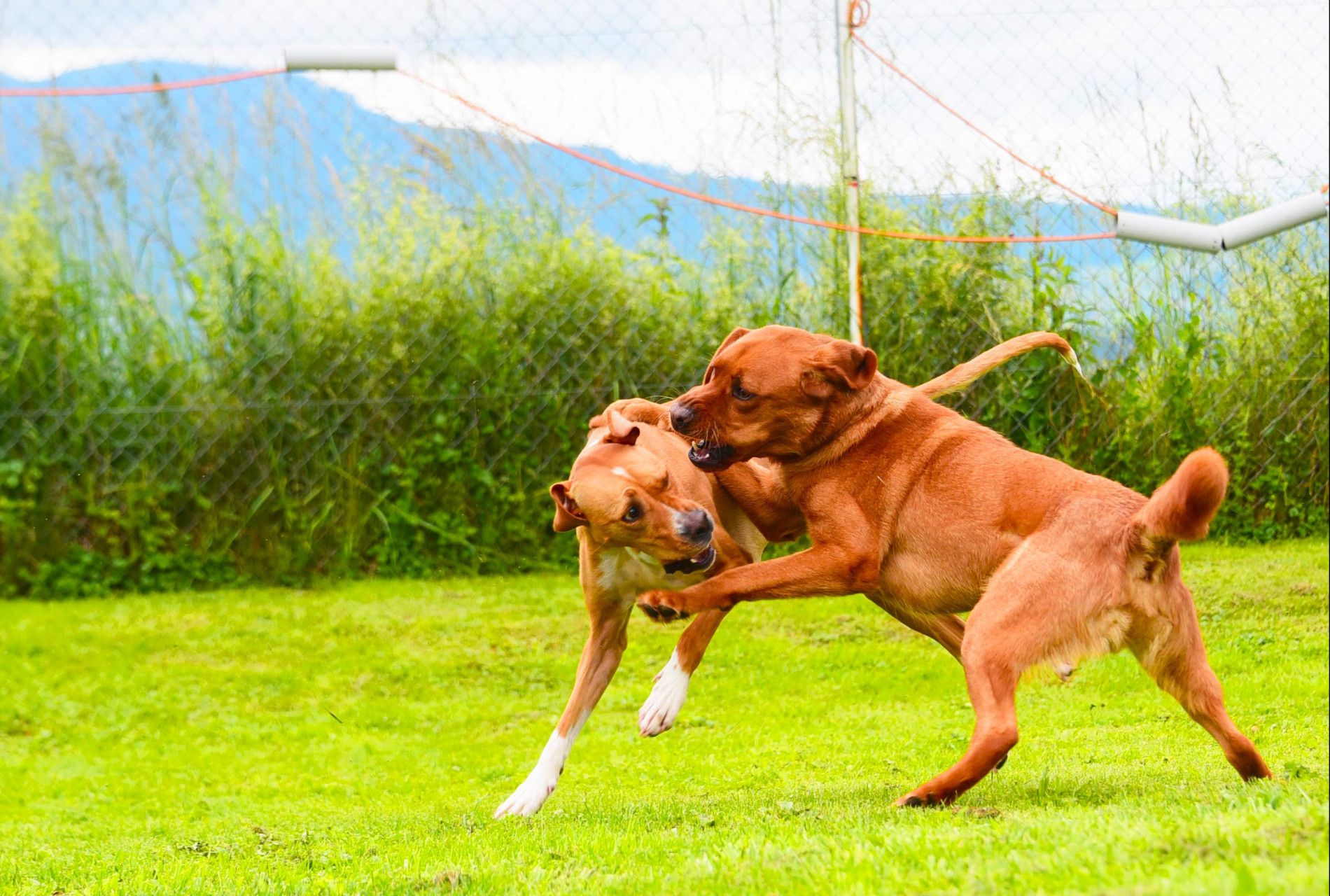 Kommunikation & Körpersprache von Hunden