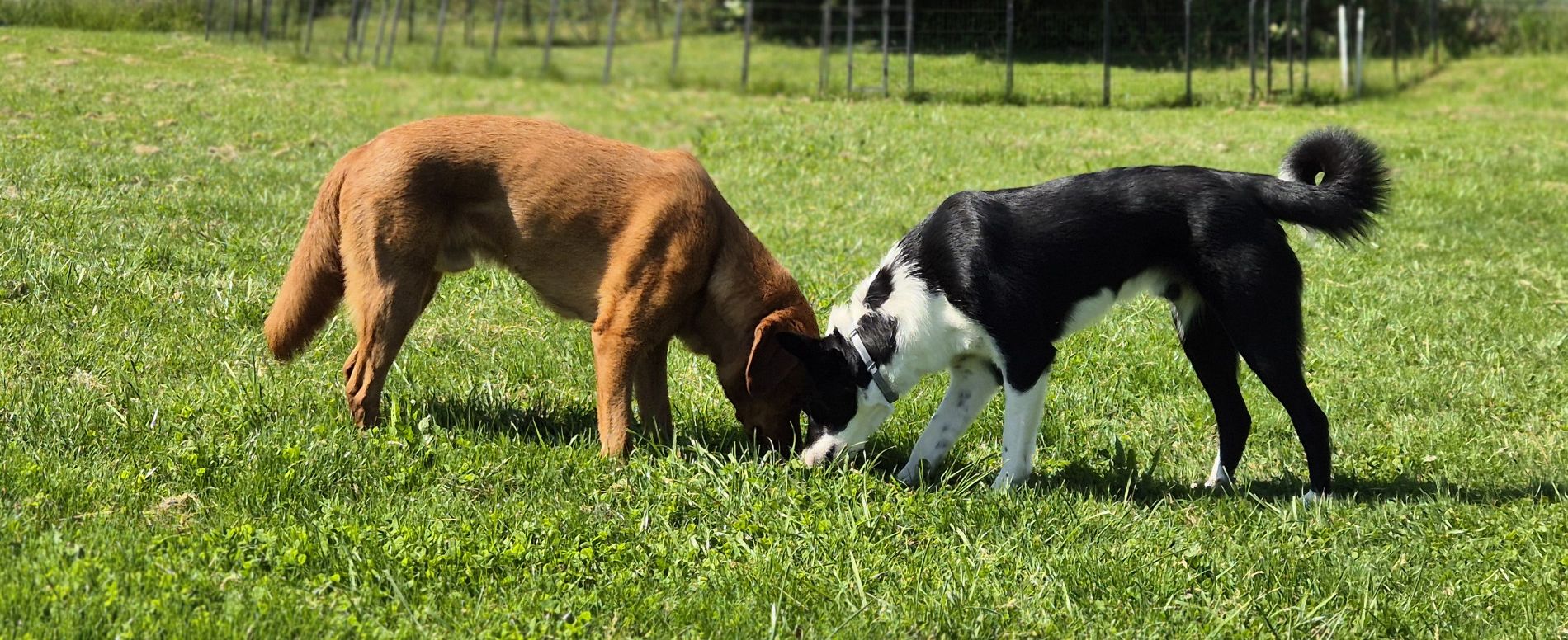 Kommunikation & Körpersprache von Hunden